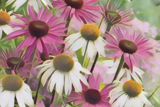 Daisy and Echinacea