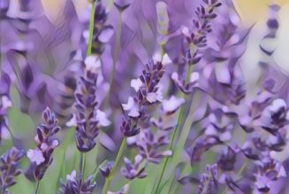 Lavender is Love