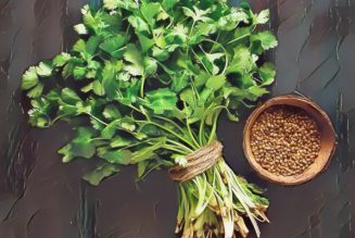 Medicinal Uses For Common Culinary Spices, CORIANDER