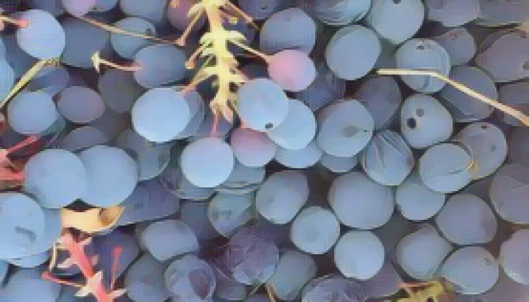 Psoriasis herbal remedies Oregon Grape