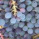 Psoriasis herbal remedies Oregon Grape