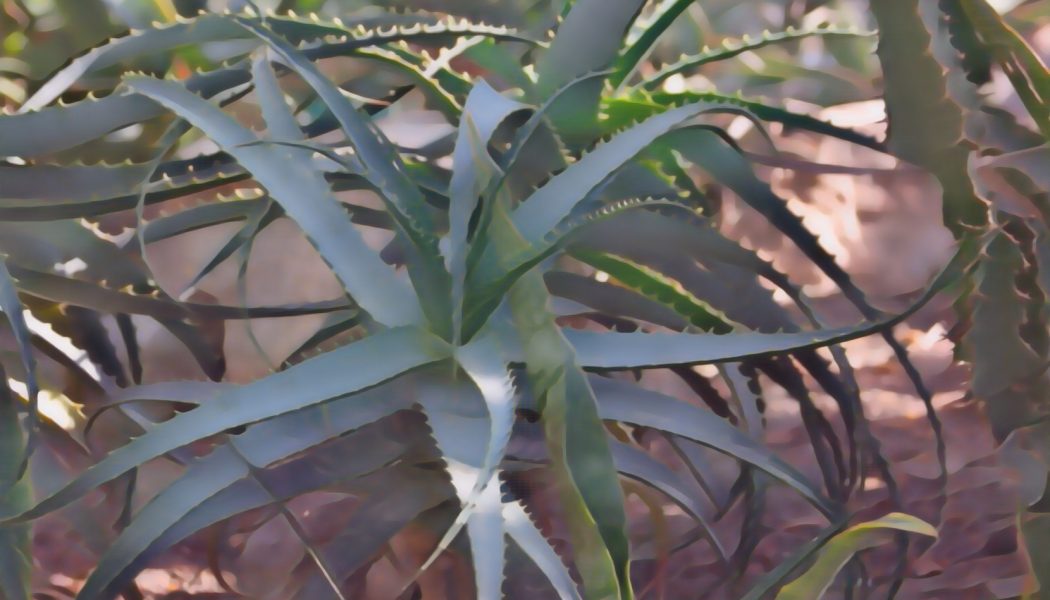 Psoriasis herbal remedies Aloe