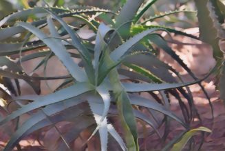 Psoriasis herbal remedies Aloe