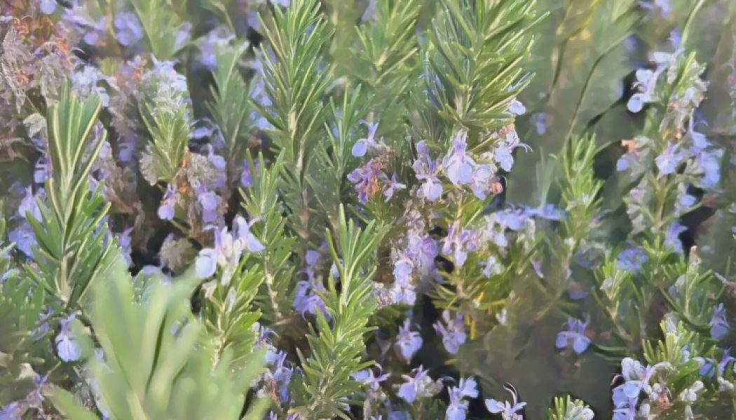 Rosemary for Remembrance