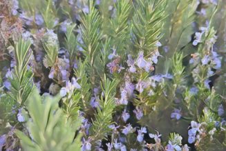 Rosemary for Remembrance