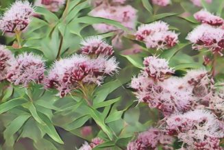 Valarian, Seven Healing Herbs For Anxiety & Stress