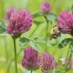 Psoriasis herbal remedies Red Clover: 