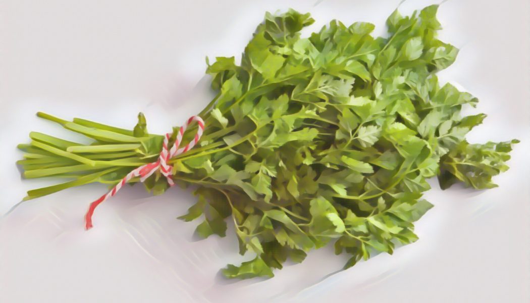 Medicinal Uses For Common Culinary Spices, CHERVIL.