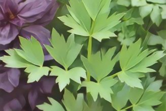 Medicinal Uses For Common Culinary Spices, LOVAGE.