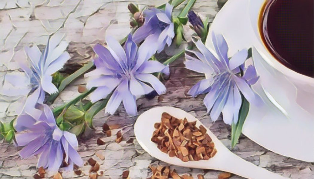 Medicinal Uses For Common Culinary Spices, CHICORY.