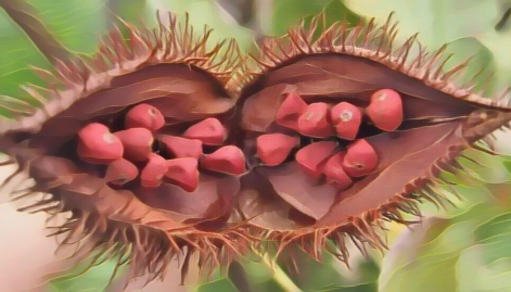 Medicinal Uses For Common Culinary Spices, ANNATO (Lipstick tree).