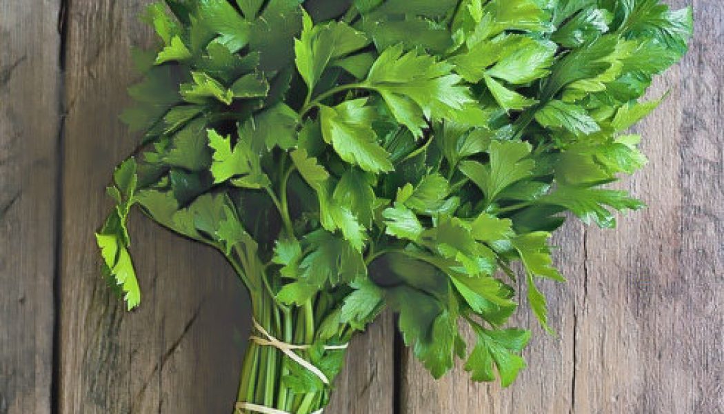 Medicinal Uses For Common Culinary Spices, PARSLEY.