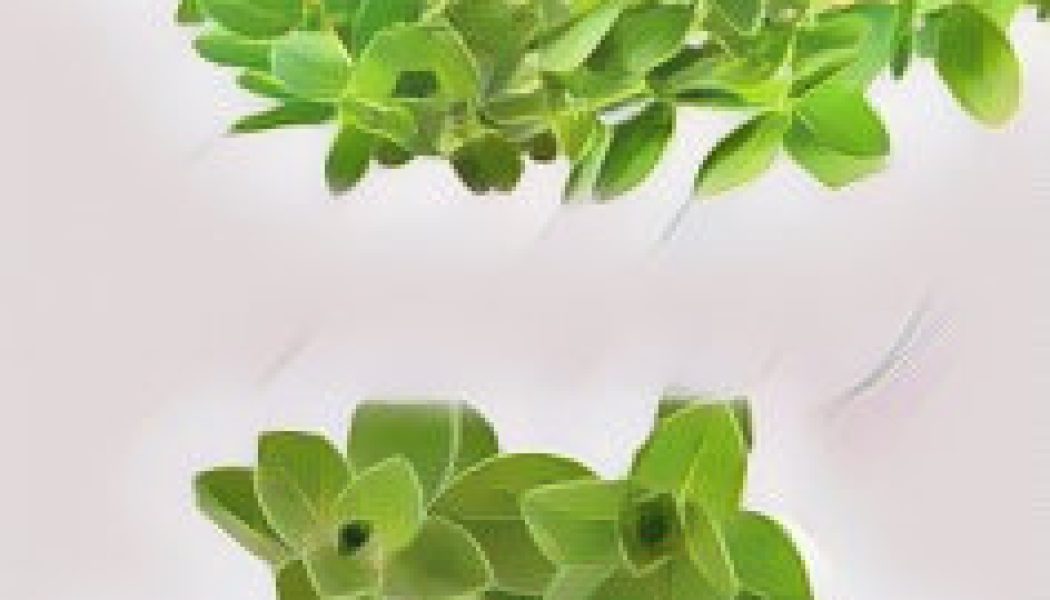 Medicinal Uses For Common Culinary Spices, MARJORAM AND OREGANO.