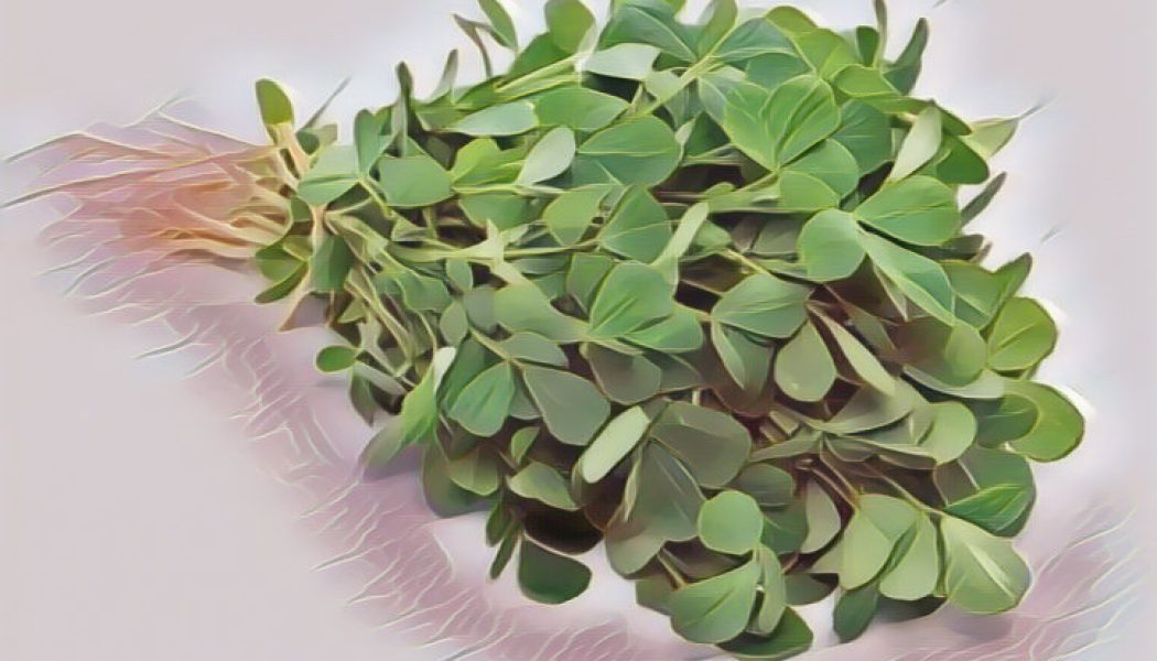 Medicinal Uses For Common Culinary Spices, FENUGREEK.