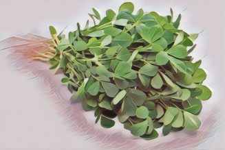 Medicinal Uses For Common Culinary Spices, FENUGREEK.