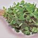 Medicinal Uses For Common Culinary Spices, FENUGREEK.