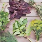 Herbs Listed by Medical Symptom W