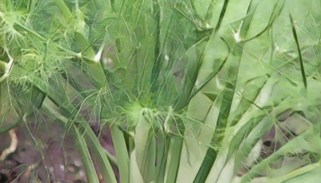 Medicinal Uses For Common Culinary Spices, FENNEL.