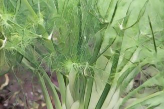 Medicinal Uses For Common Culinary Spices, FENNEL.