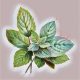 Medicinal Uses For Common Culinary Spices, MINT.