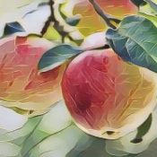 Ingredients for a Kitchen Witch: Apple – Love