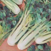 Ingredients for a Kitchen Witch: Celery – Mental Powers