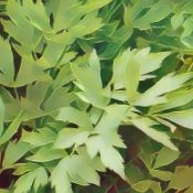 Kitchen Herbs for Witches: Lovage