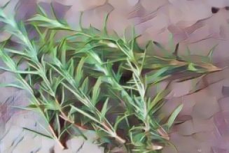 Ingredients for a Kitchen Witch: Rosemary – Purification