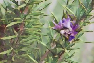 Kitchen Herbs for Witches: Rosemary
