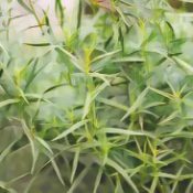 Kitchen Herbs for Witches: Tarragon