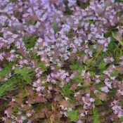 Kitchen Herbs for Witches: Thyme